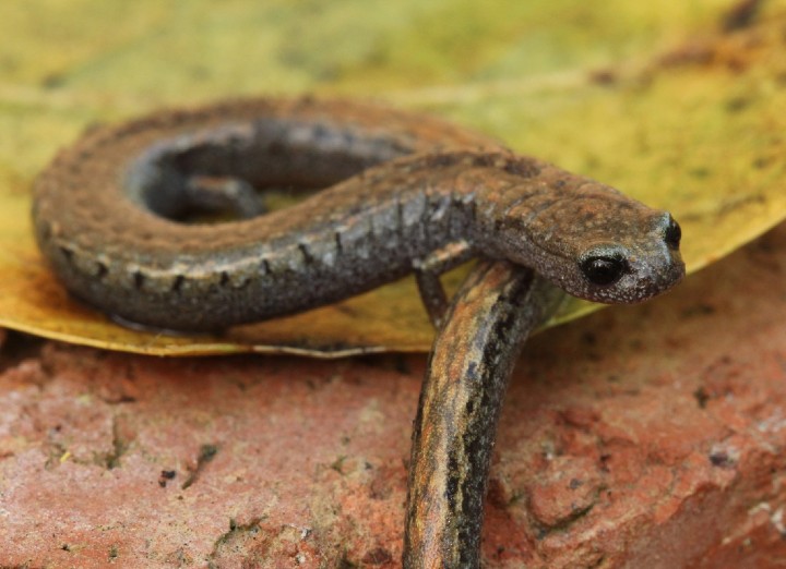 California Slender Salamander